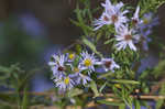 Willowleaf aster